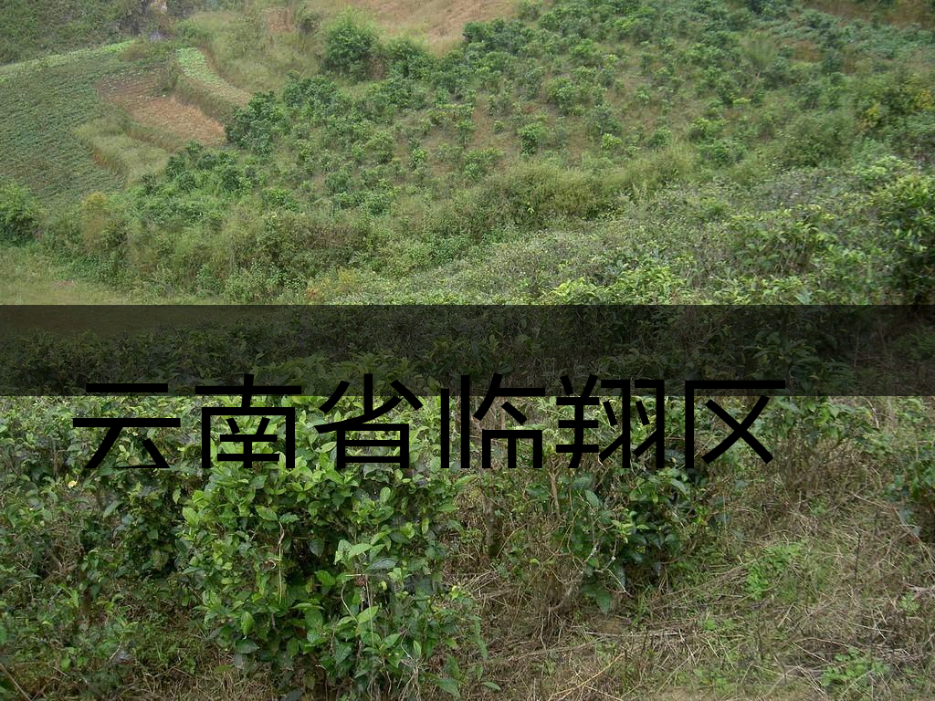 云南省臨翔區(qū)茶業(yè)概況簡述（上講）