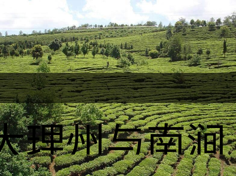 大理州與南澗縣茶業(yè)概況簡(jiǎn)述
