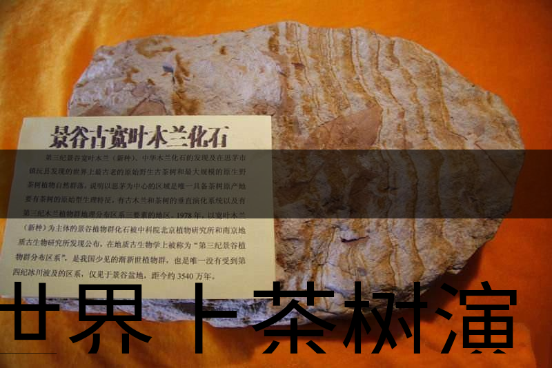 世界上茶樹演化的始祖是不是寬葉木蘭化石？
