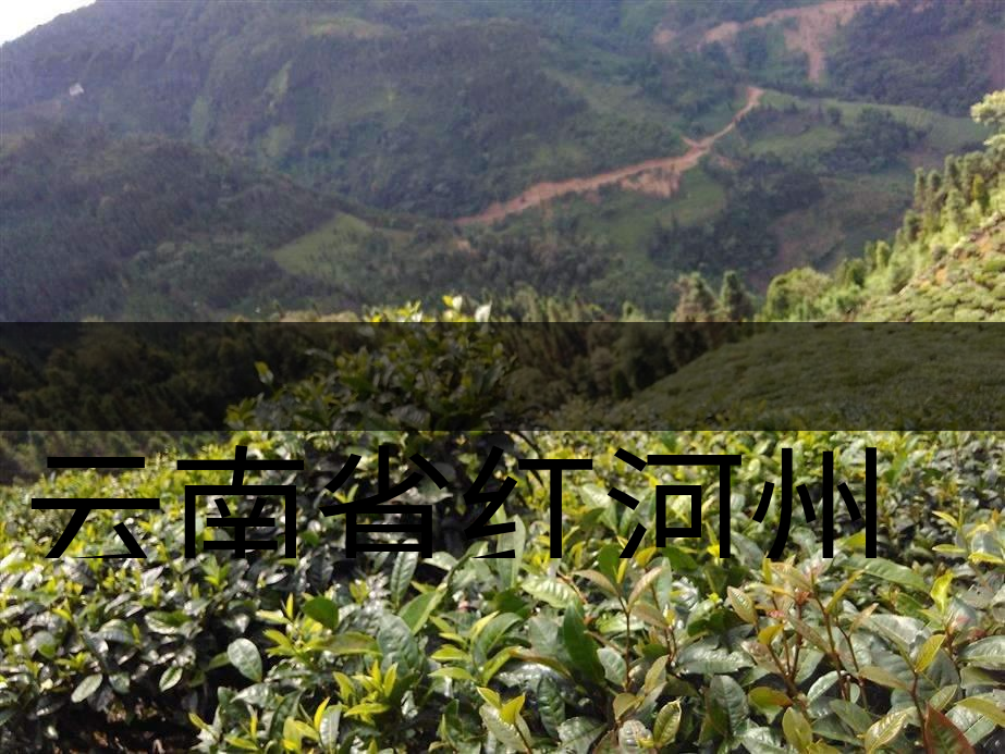 云南省紅河州茶業(yè)概況簡述（上集）
