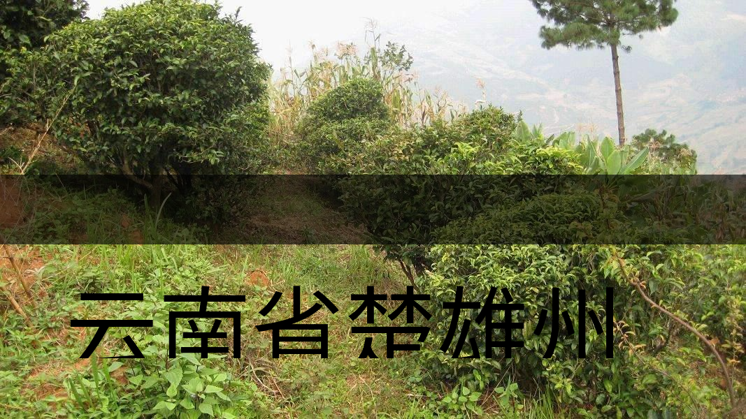 云南省楚雄州雙柏縣茶業(yè)概況簡述（下篇）