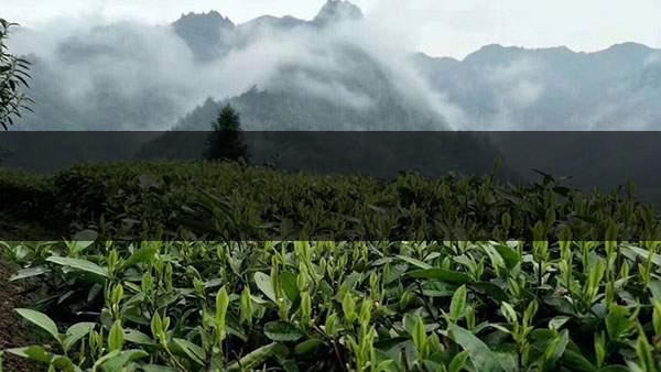 茶葉的甜爽和甘爽各是什么感覺？