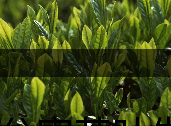 無公害茶葉生產(chǎn)規(guī)范的條件有哪些？（上篇）