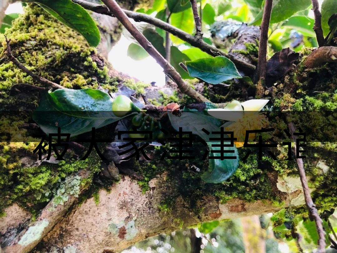 被大家津津樂道的森林茶，你知道是什么？-4-1