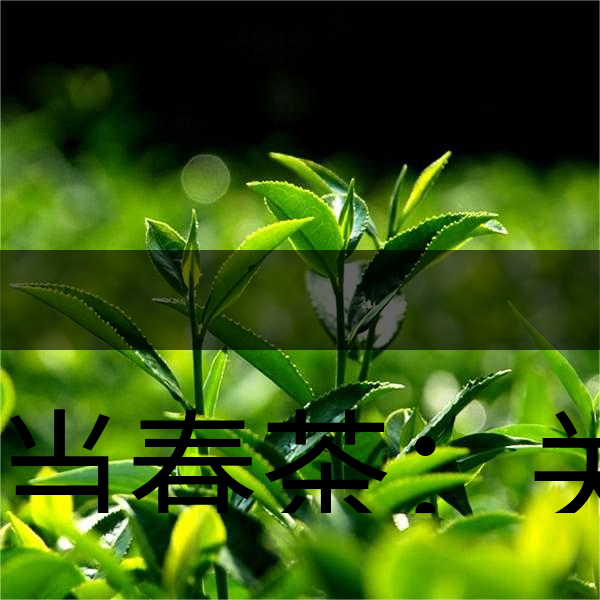 正當(dāng)春茶：關(guān)于這些茶知識(shí)你知道嗎？-1