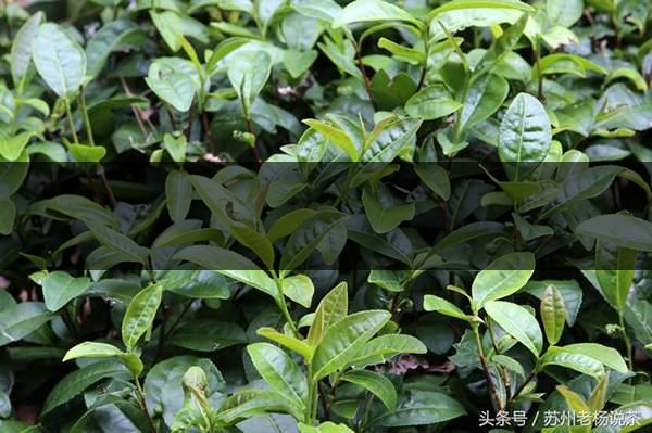 老楊說(shuō)茶：什么是武夷山正巖茶的巖韻？-8-1