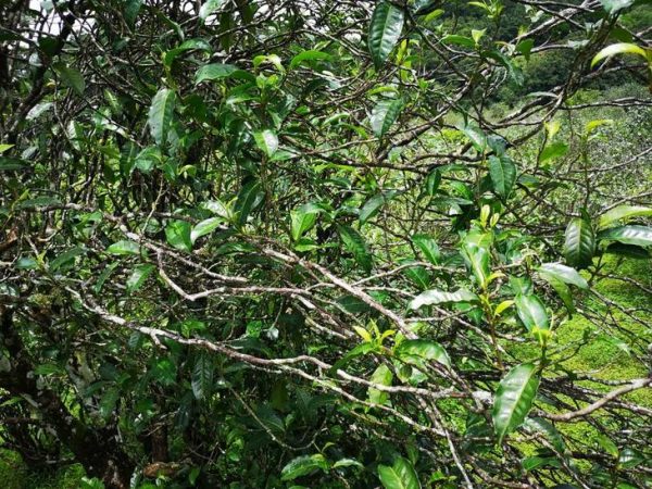 藤條茶是什么茶？藤條茶是怎樣形成的？