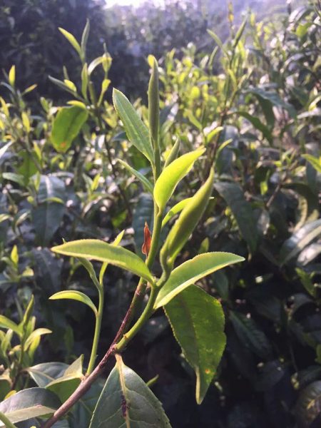 為什么古樹普洱春茶這么受追捧？