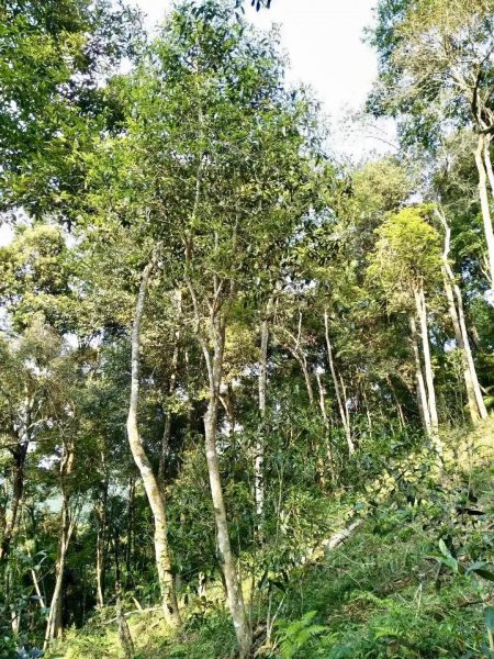 你喝不出來的“高桿古樹”或許就是一個偽概念、偽命題