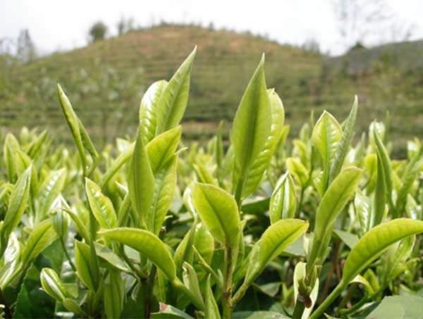 春茶到底好在哪里？