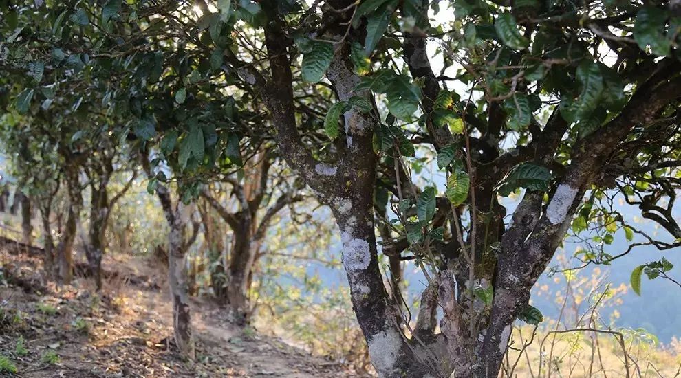 2021年大雪山古樹秋茶口感品鑒？