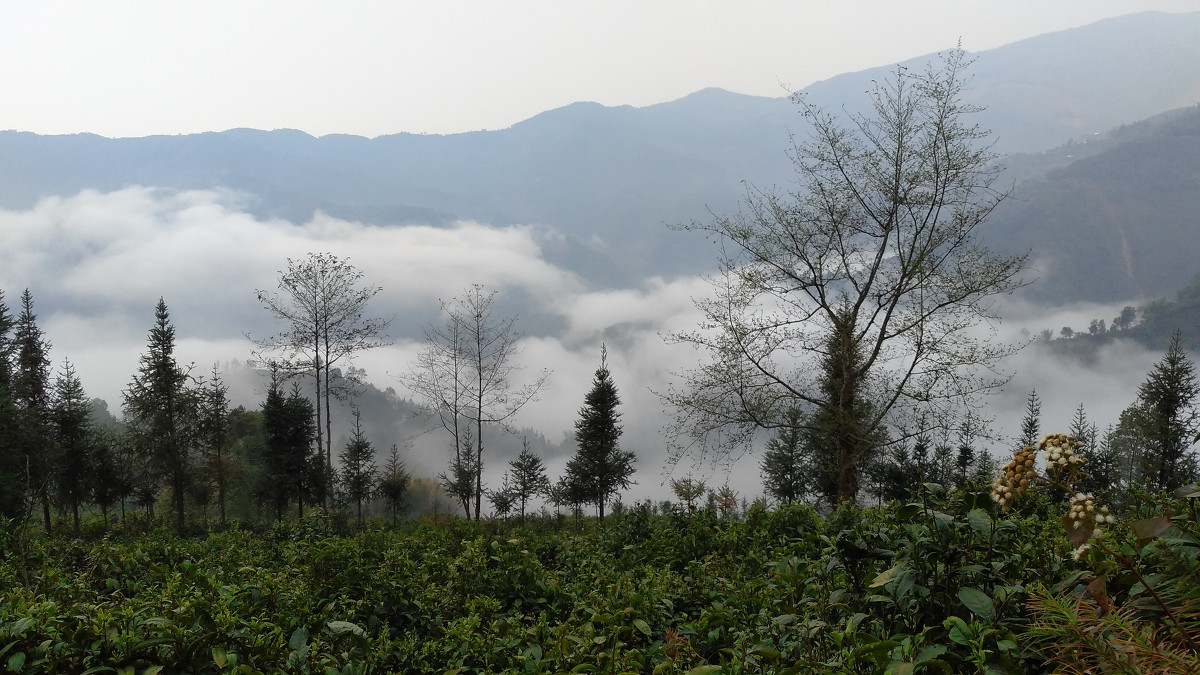 2021年大雪山古樹秋茶價格是多少？