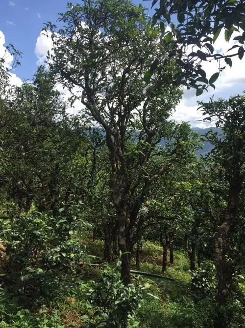 2021年冰島地界古樹秋茶特點(diǎn)？