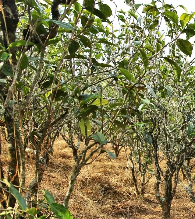 2021年巖子頭古樹秋茶口感是什么？