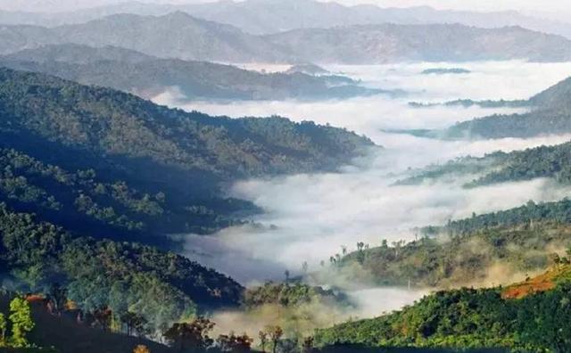 2021白鶯山古樹秋茶特點？