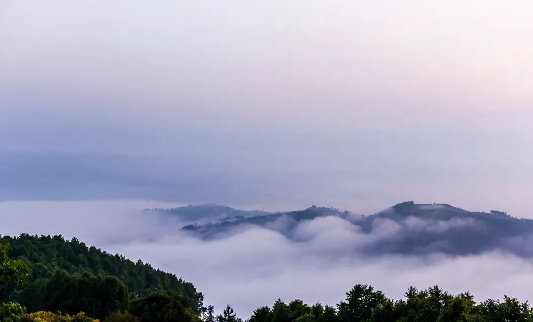 2021年白鶯山古樹秋茶口感？