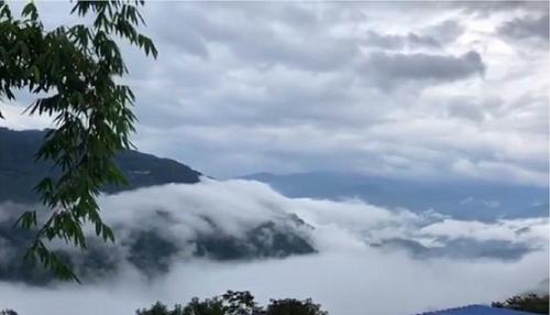 2021年白鶯山古樹秋茶多少錢一公斤？