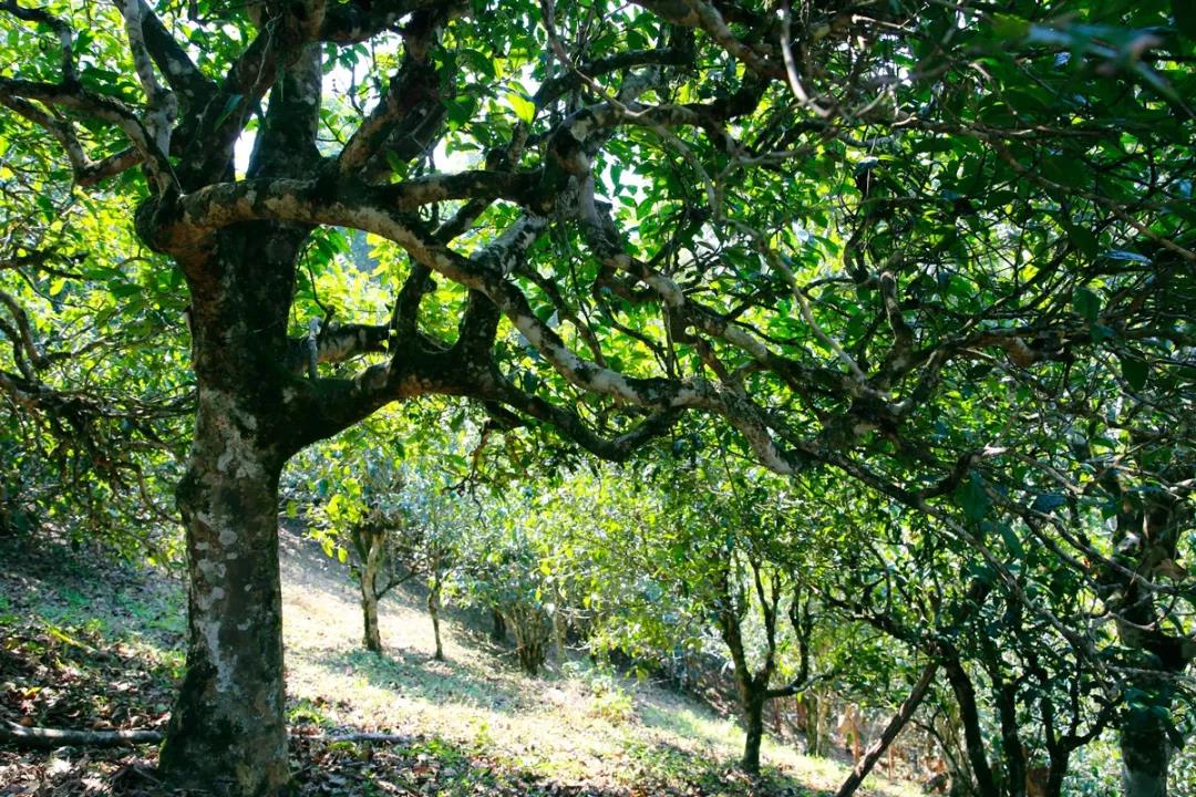 2021年老班章古樹秋茶，老班章茶真的苦澀嗎？