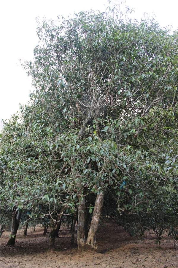 2021年新班章古樹秋茶品鑒！