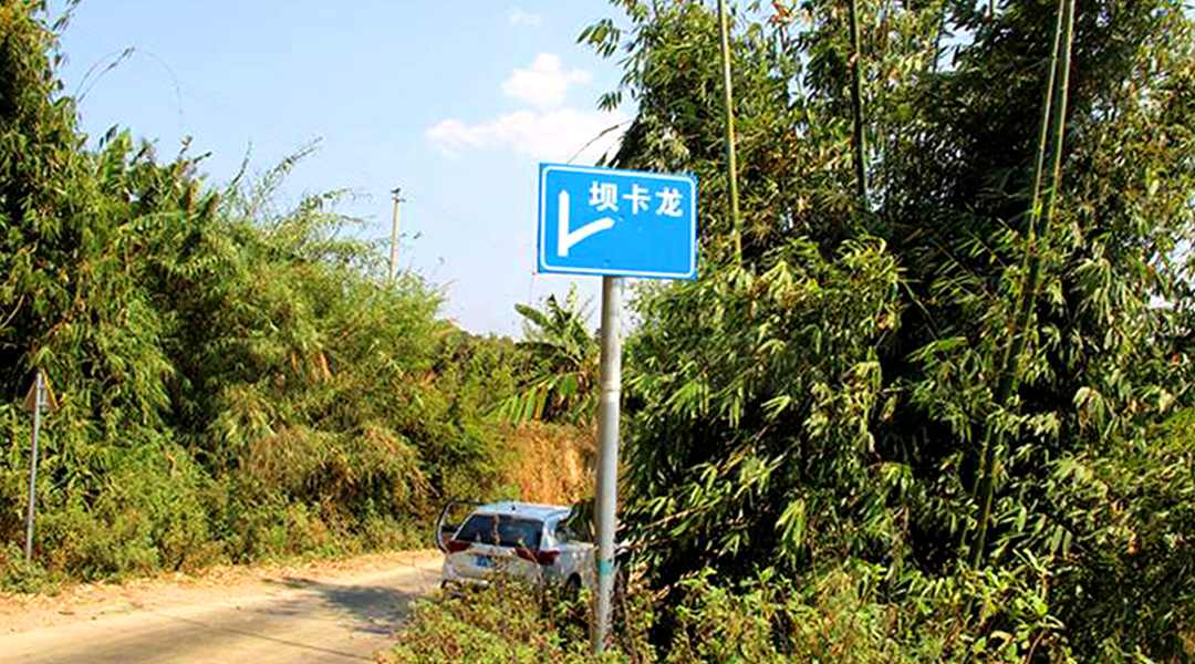 2021班章茶區(qū)壩卡竜古樹秋茶特點(diǎn)！