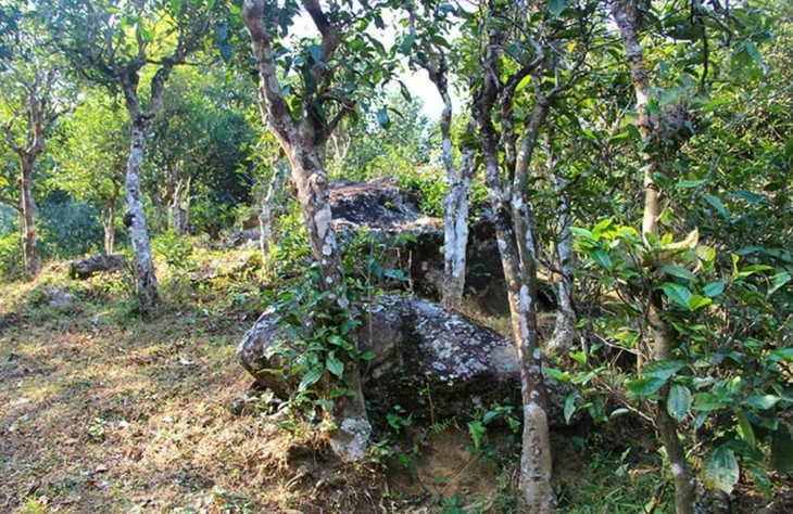 2021年勐宋那卡古樹秋茶特點？