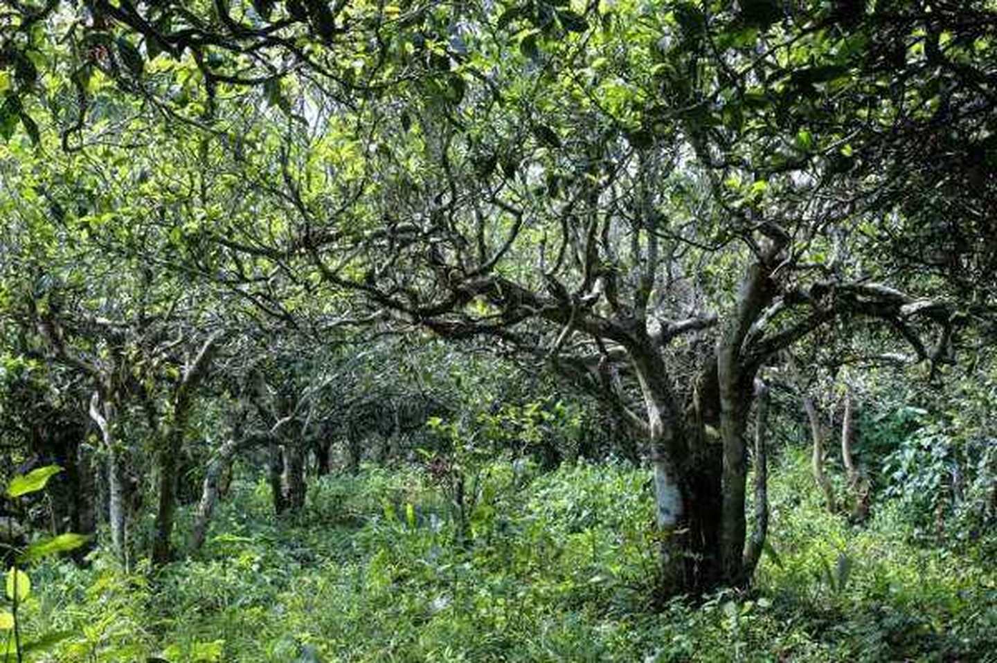 2021年滑竹梁子古樹秋茶口感？