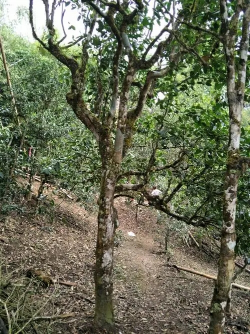 2021年巴達(dá)山章朗古樹秋茶價(jià)格？