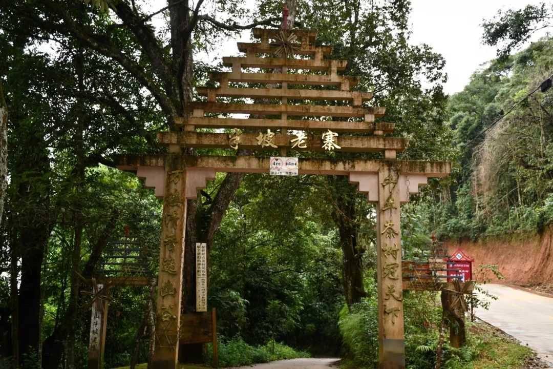 2021年南糯山半坡老寨古樹秋茶特點？