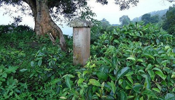 2022年迷帝古樹(shù)春茶價(jià)格？