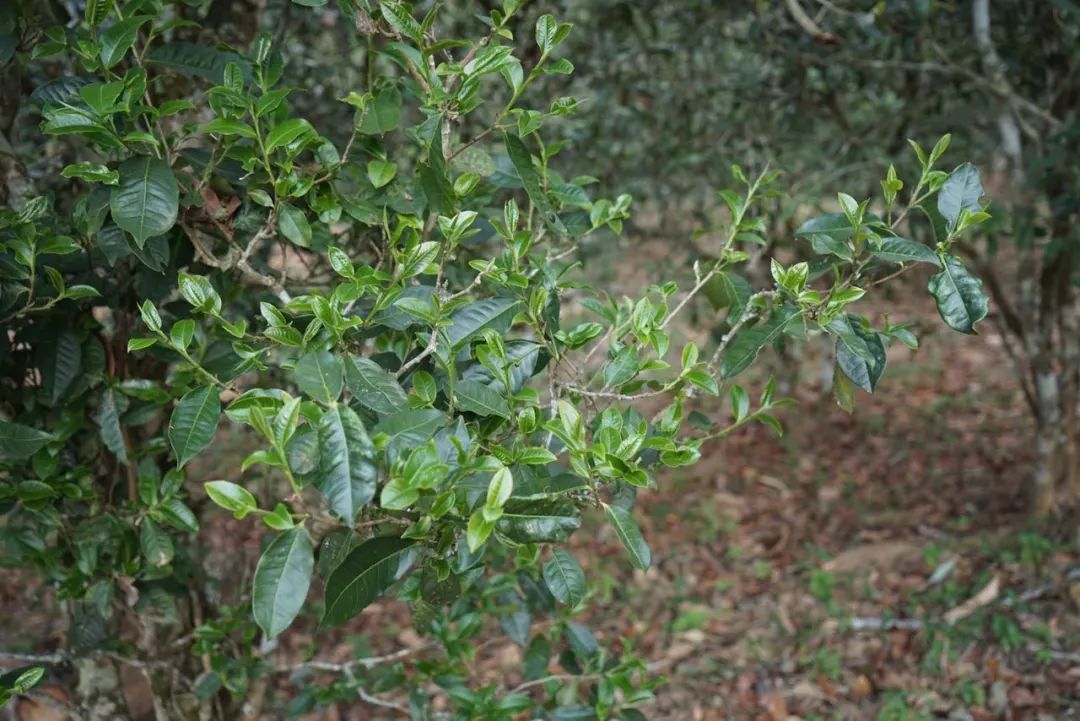 2022年景東哀牢山古樹春茶價格多少？