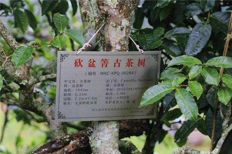 2022年鎮(zhèn)沅砍盆箐古樹(shù)春茶價(jià)格？