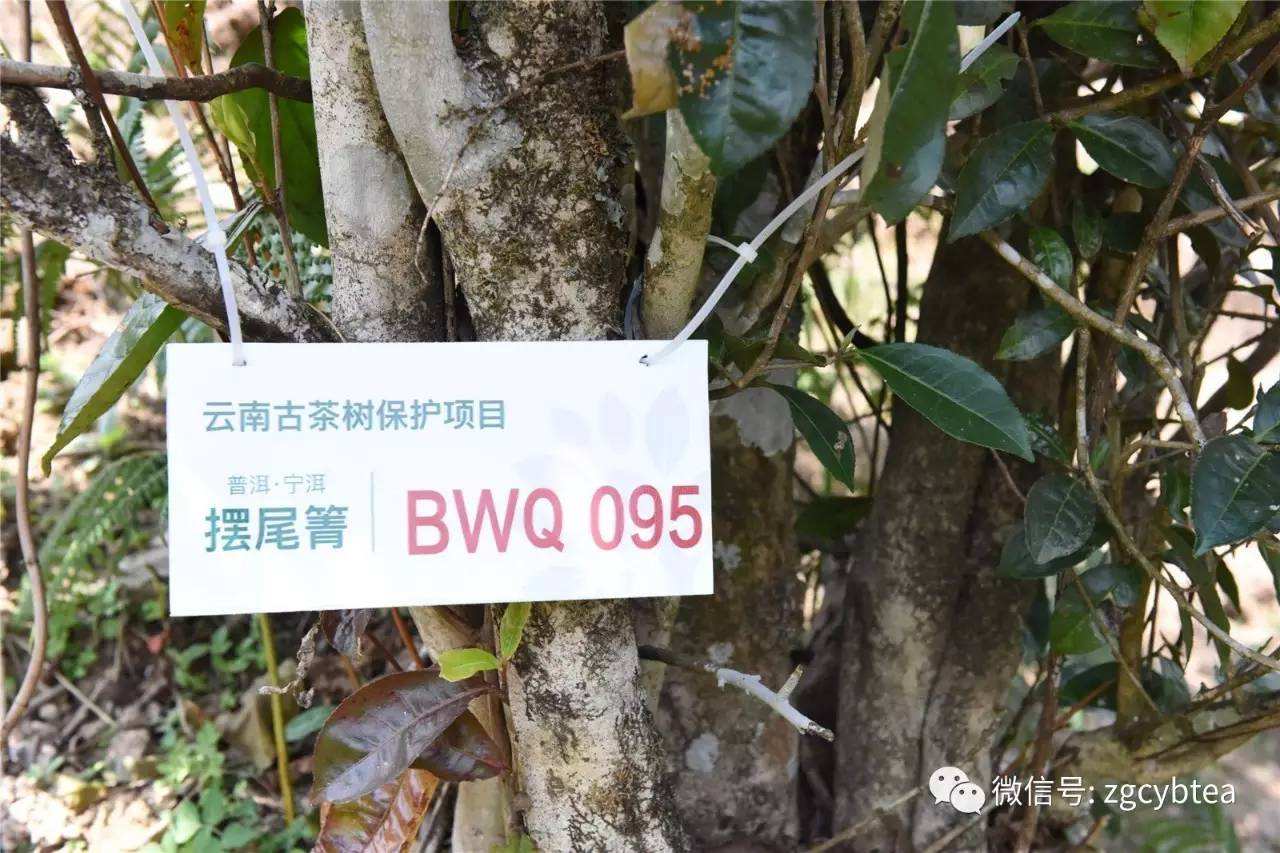 2022寧洱擺尾箐古樹春茶多少錢一公斤？