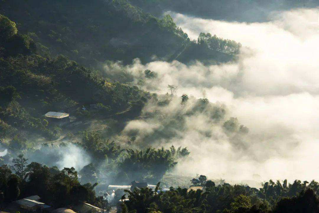 2022景邁山古樹春茶價格？
