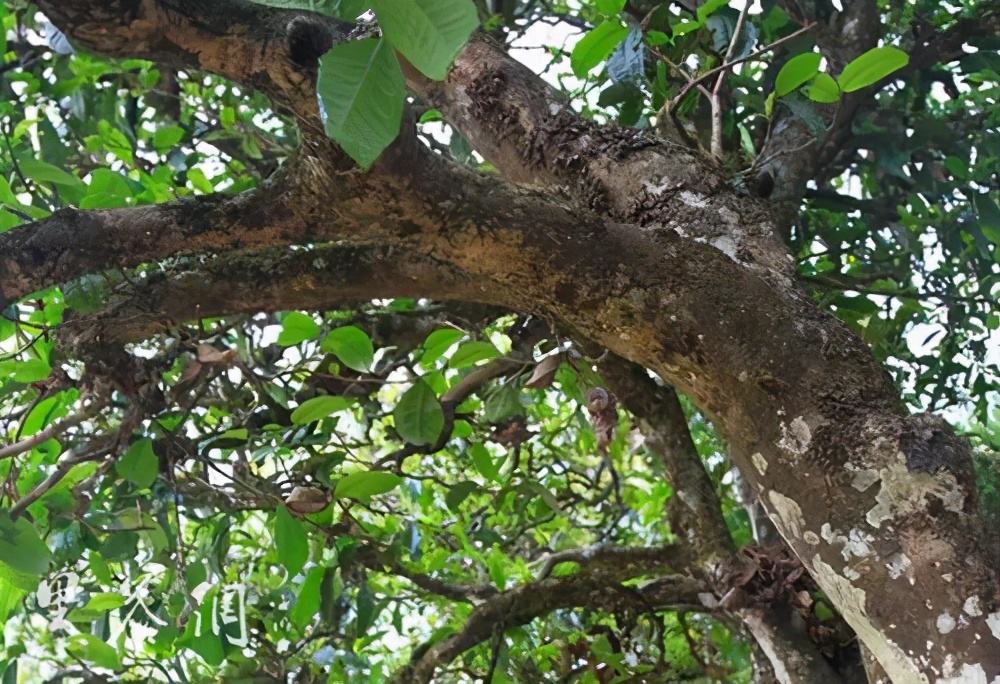 2022年繞開麻黑，你損失的將是半個(gè)易武