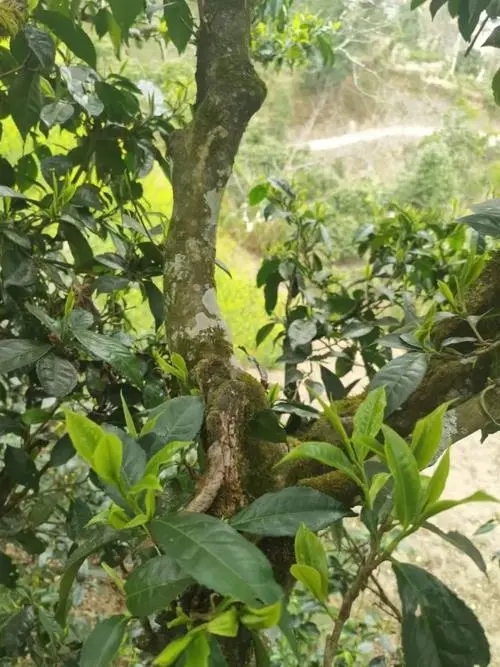 2022年彎弓古樹春茶特點(diǎn)？