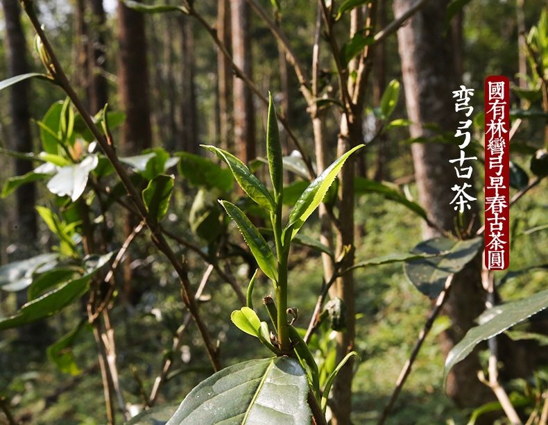 2022年彎弓大寨的古樹春茶為何如此之珍貴？