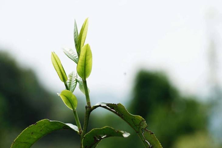 2022年白茶園古樹春茶品鑒！