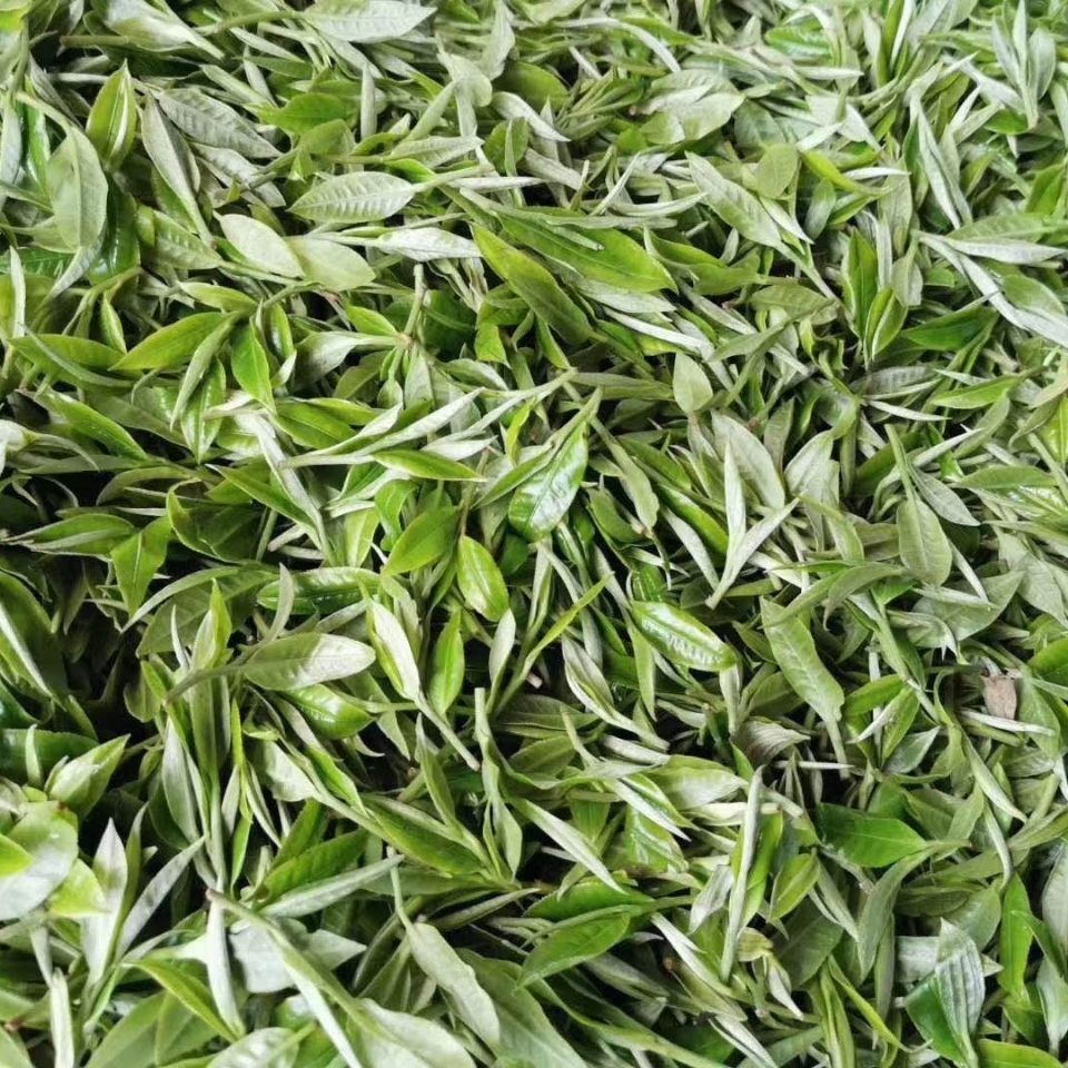2022年白茶園古樹春茶多少錢一公斤？