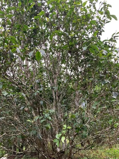 2022年刮風寨茶王茶古樹春茶口感？