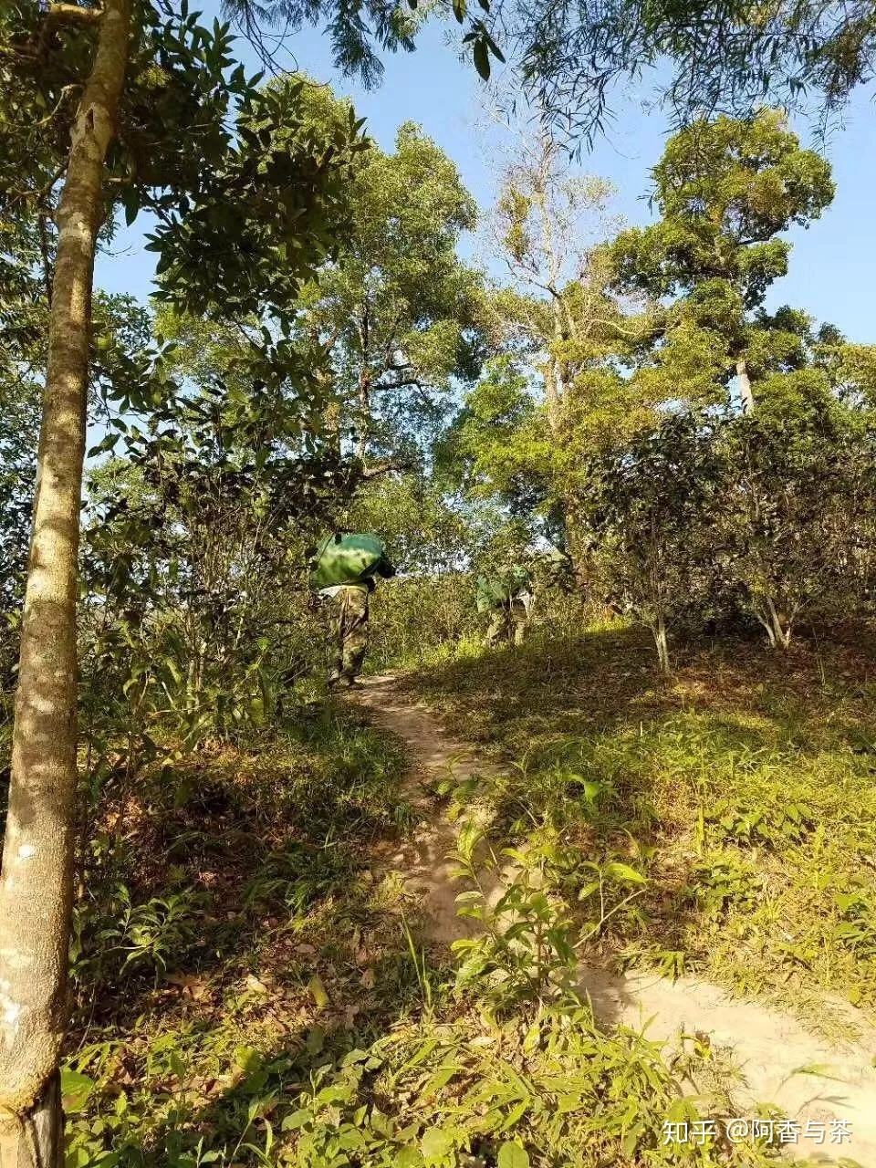 2022年刮風(fēng)寨茶王樹古樹茶多少錢一公斤？