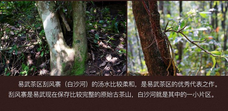 2022年白沙河古樹春茶口感？