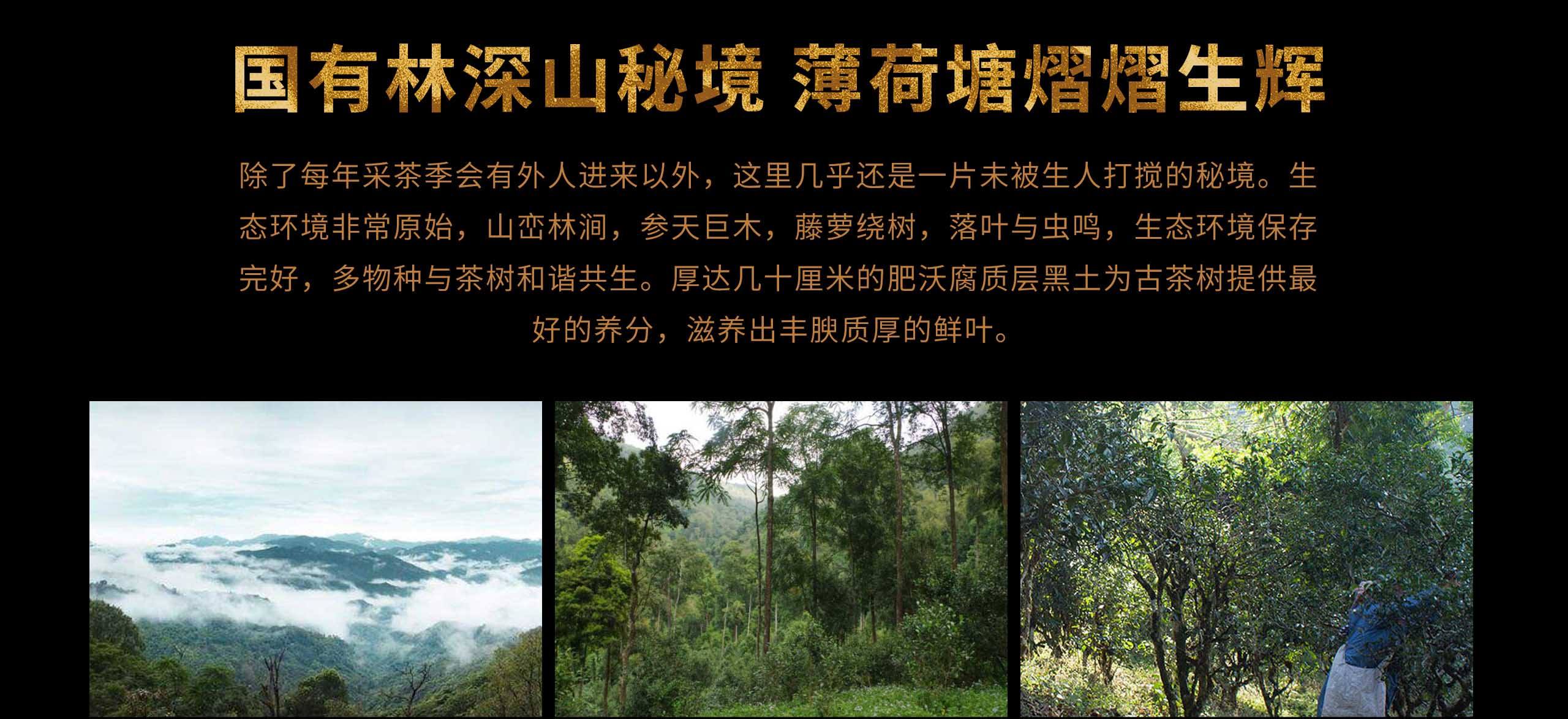 2022年薄荷塘古樹春茶特點？
