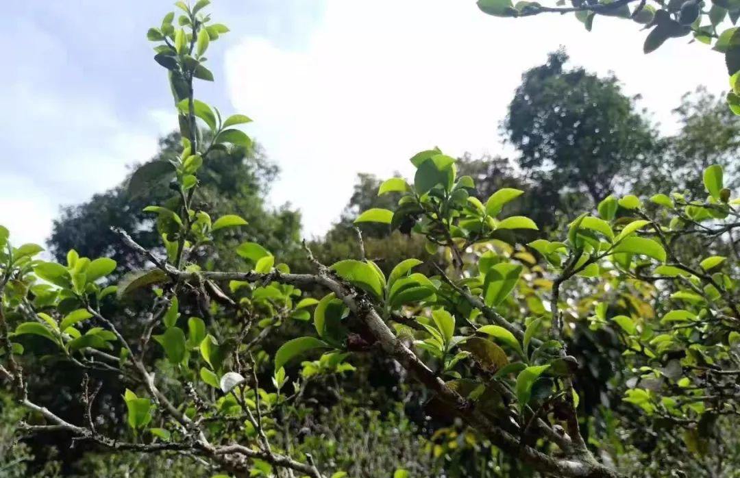 2022年香椿林古樹春茶特點？