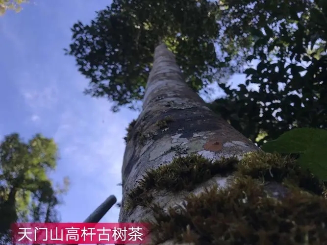 2022年天門山古樹春茶特點？