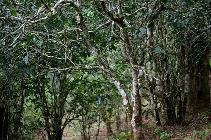 2022年高山寨古樹春茶特點？