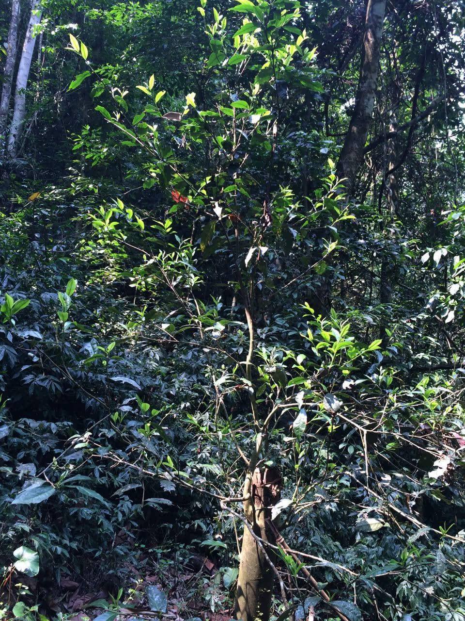 2022年高山寨古樹春茶多少錢一公斤？