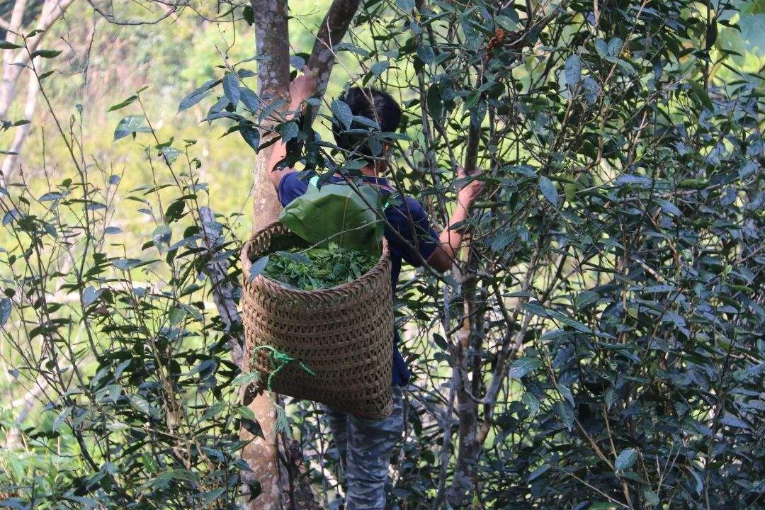 2022年百花潭古樹春茶特點(diǎn)？