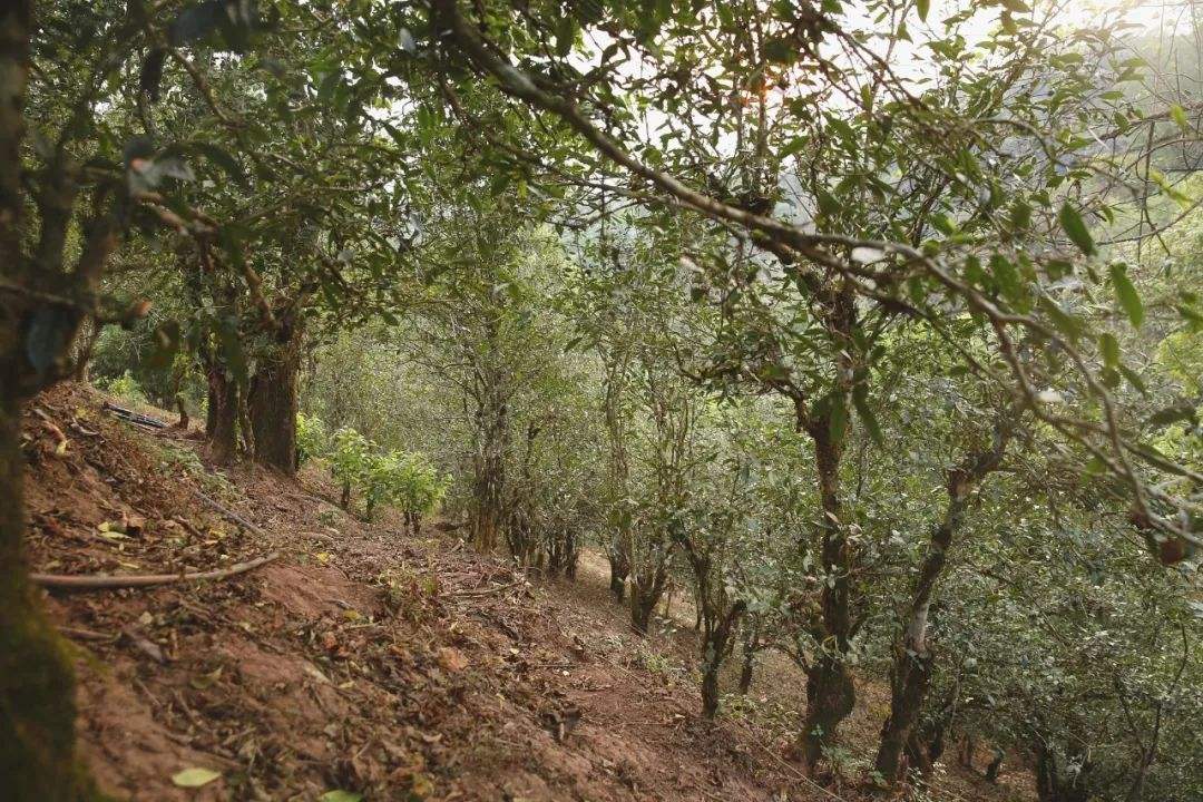 2022年倚邦曼拱古樹春茶口感？