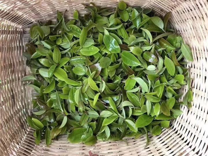 2022年倚邦貓耳朵古樹春茶特點(diǎn)？