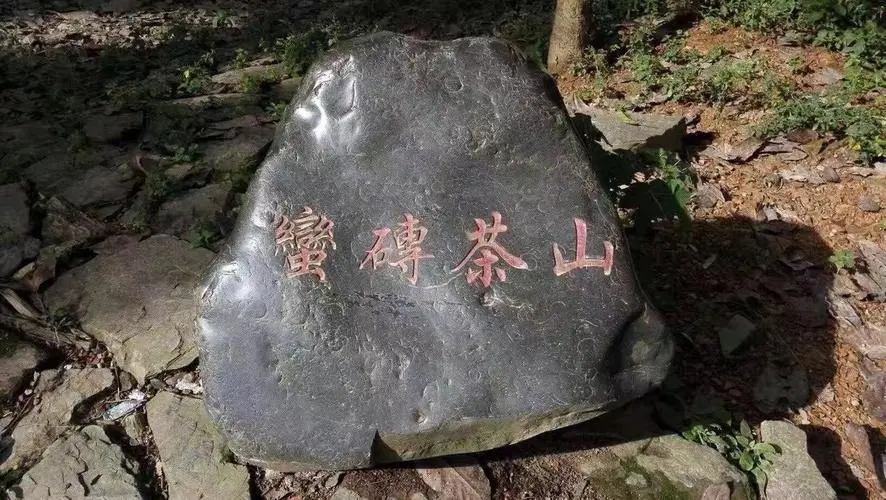 2022年蠻磚古樹春茶口感？